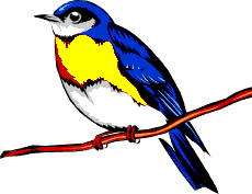 blueandyellowbird