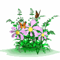 butterflies_flowers