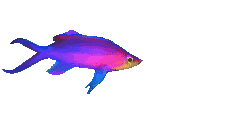 neonfish5.gif