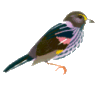 sbird