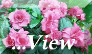 pinkrosesview.gif